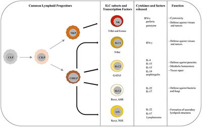 Innate Lymphoid Cells: Expression of PD-1 and Other Checkpoints in Normal and Pathological Conditions